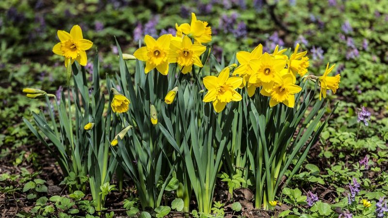 Daffodils (Narcissus Species)