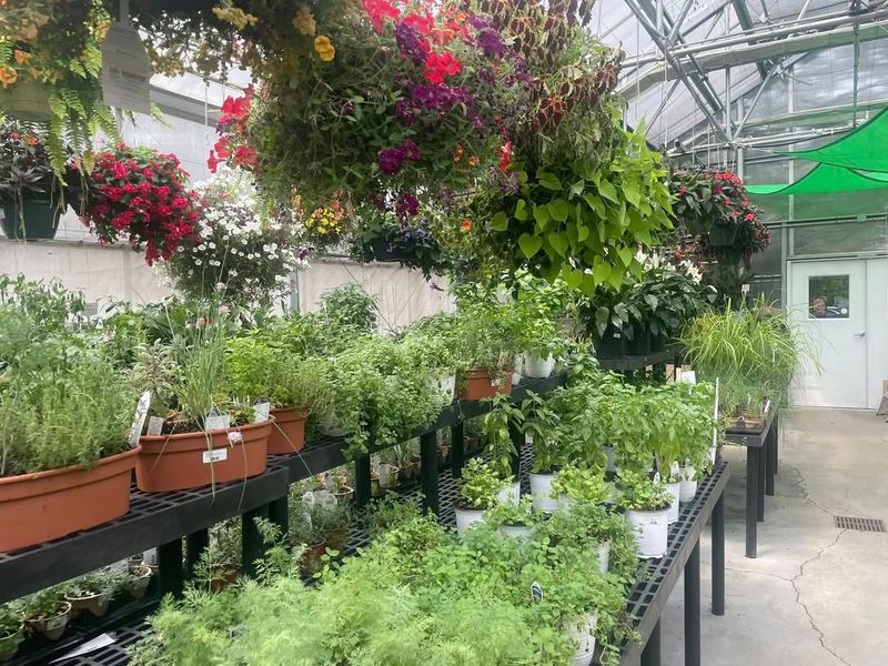 Cape Cod Seaside Herb Sanctuary