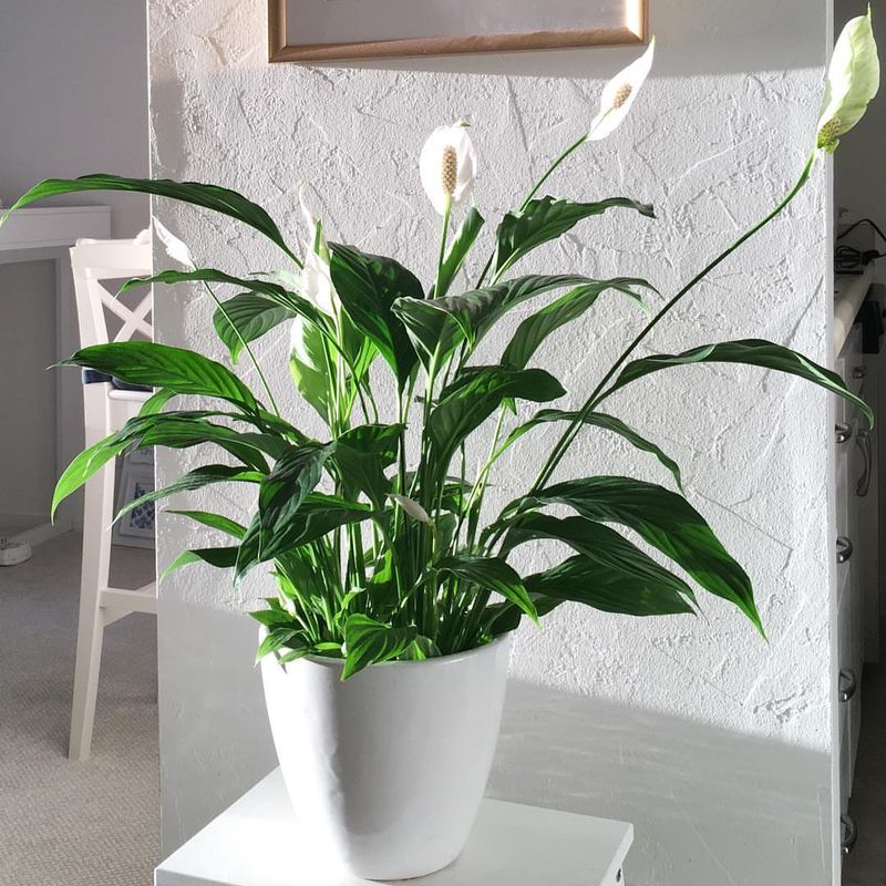Peace Lily