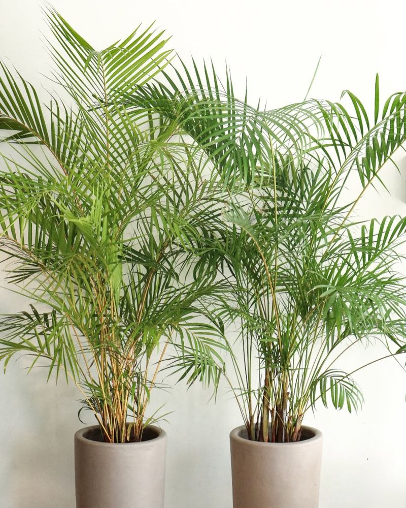 Areca Palm (Dypsis Lutescens)