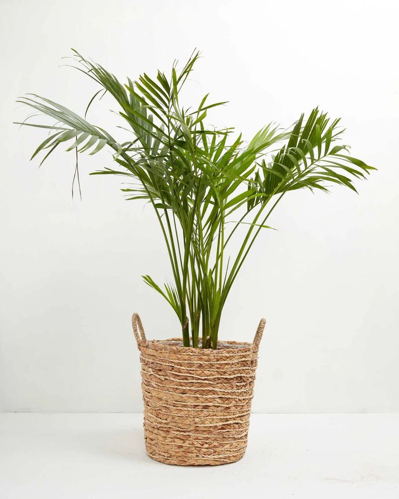 Palm Plants (Areca Or Parlor Palm)