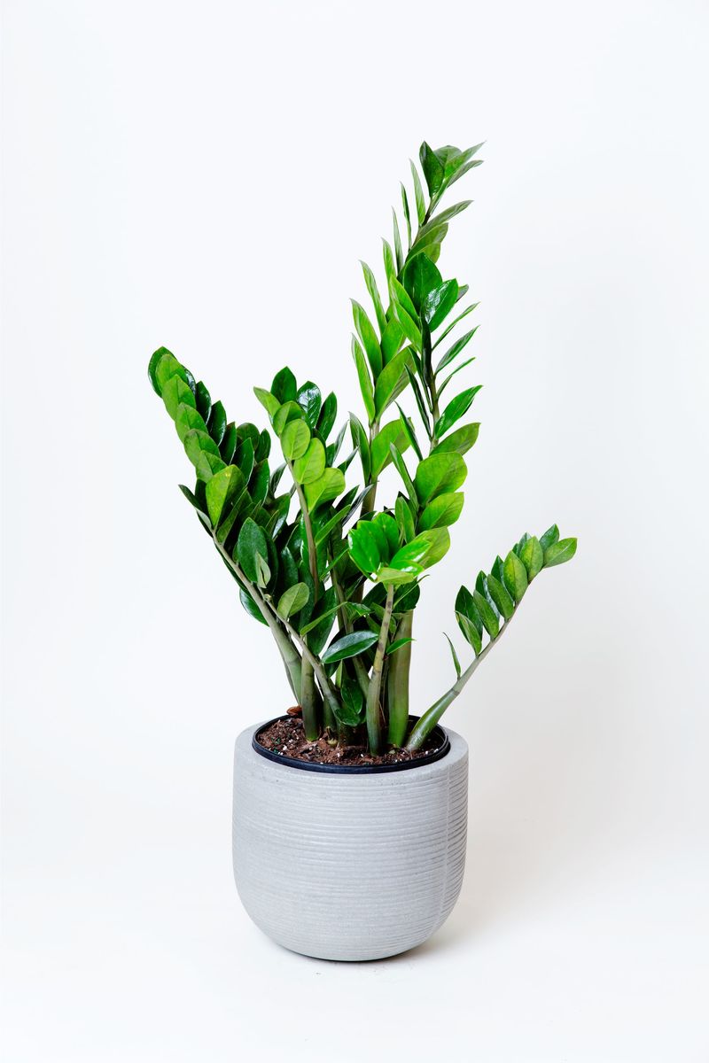 ZZ Plant (Zamioculcas Zamiifolia)