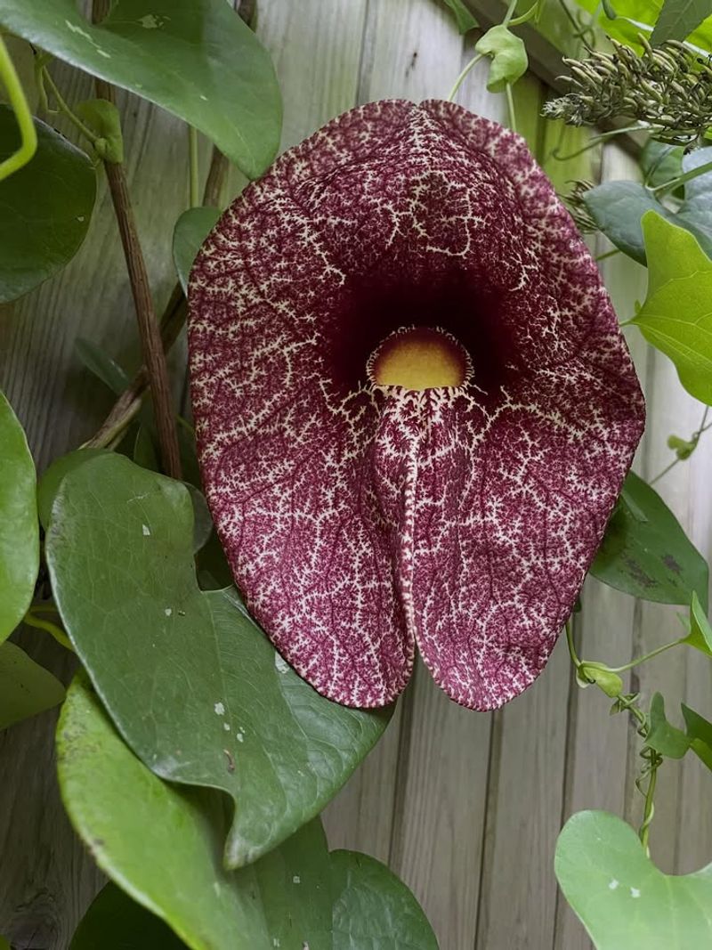 Dutchman's Pipe Vine Features Unusual Flowers And Heart-Shaped Leaves