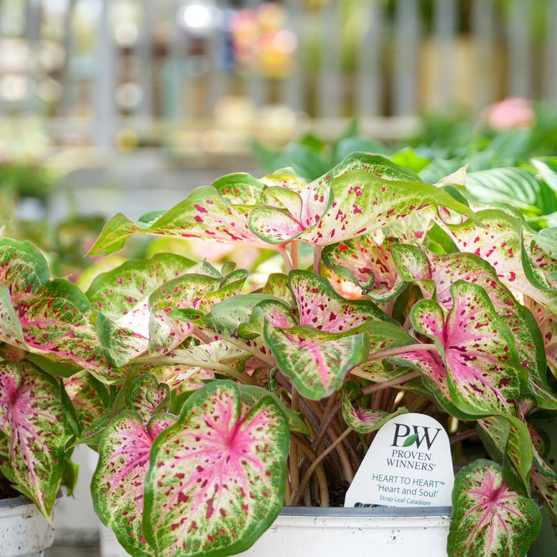 Caladiums