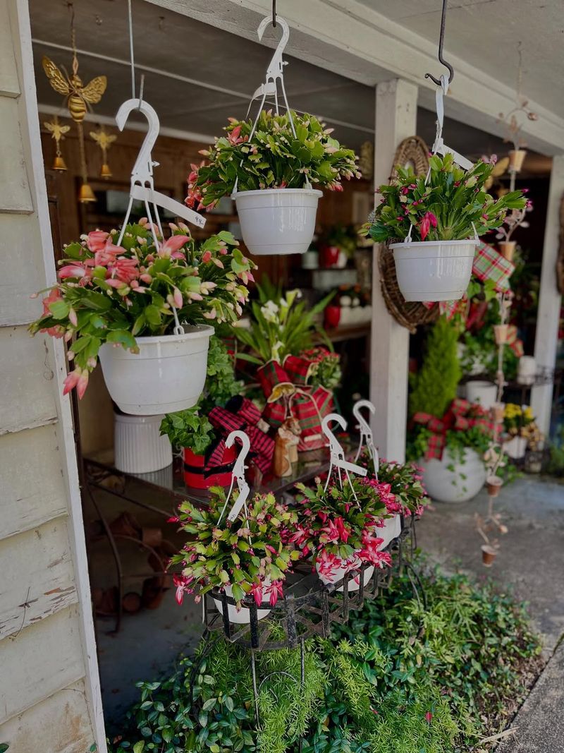 Container Gardens Featuring Miniature Christmas Cacti