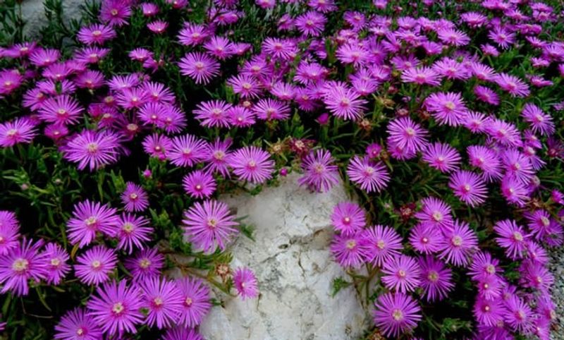 Delosperma Cooperi