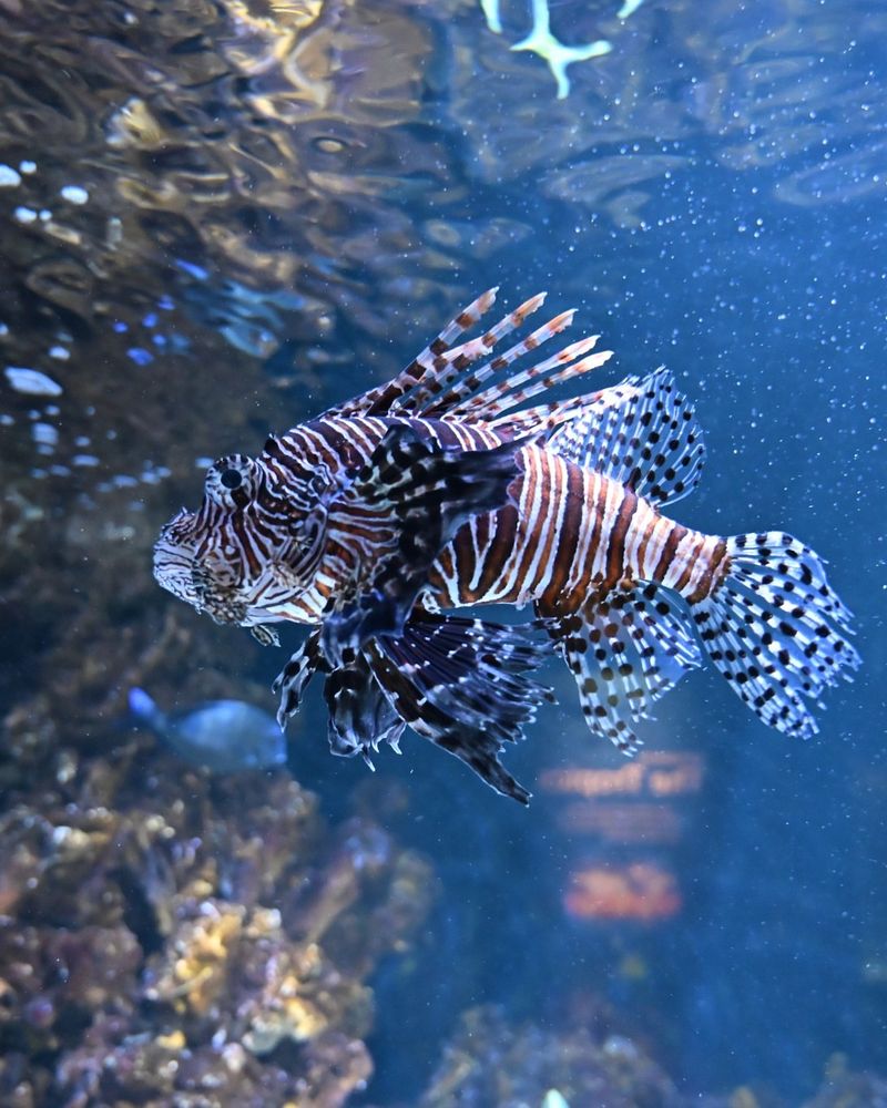 Lionfish
