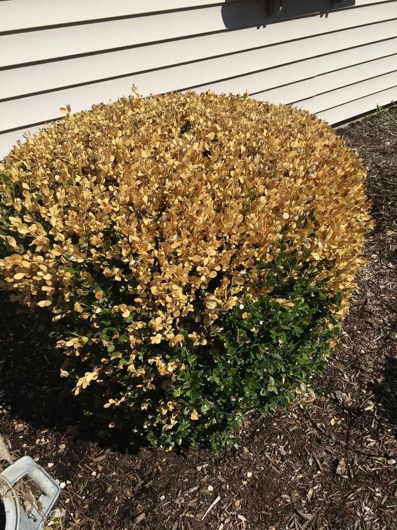 Winter Damage Weakens Boxwood Plants Significantly