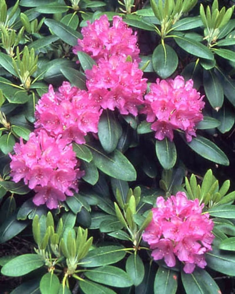 Rhododendron (Rhododendron spp.)