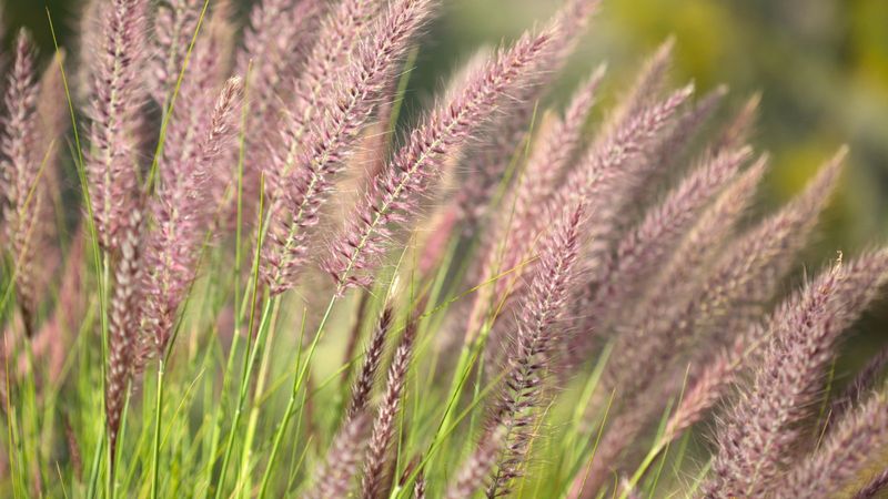 Evergreen Grass Seed Heads And Native Grasses