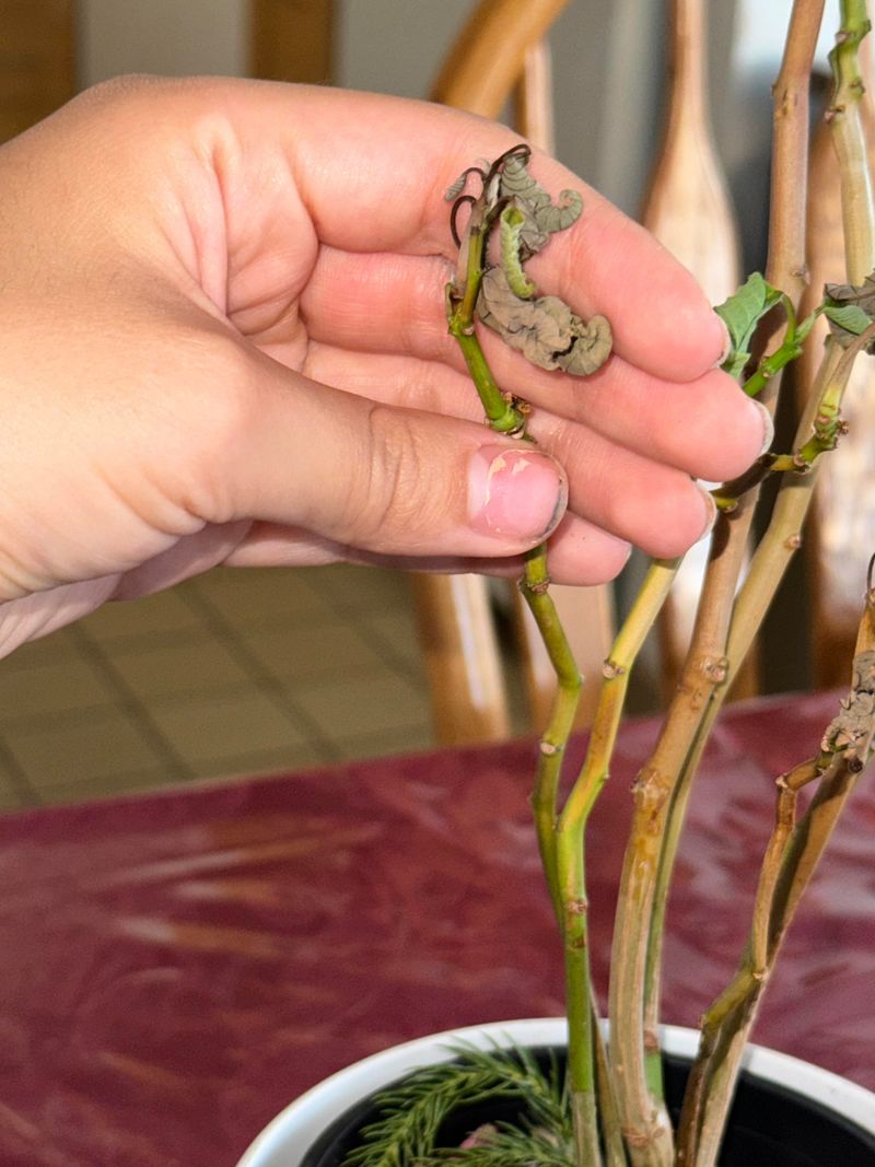 Root Rot Develops Silently Underground