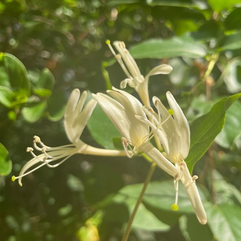 Japanese Honeysuckle
