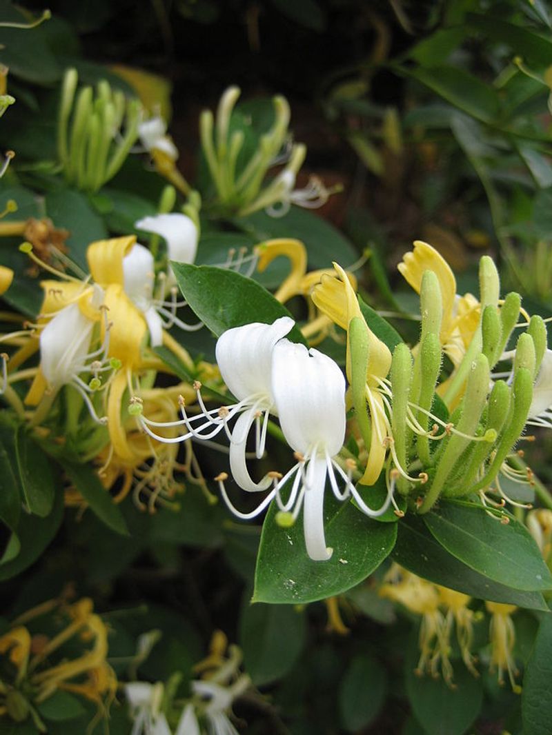 Japanese Honeysuckle