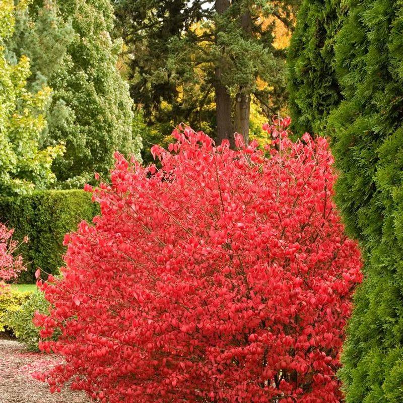 Burning Bush