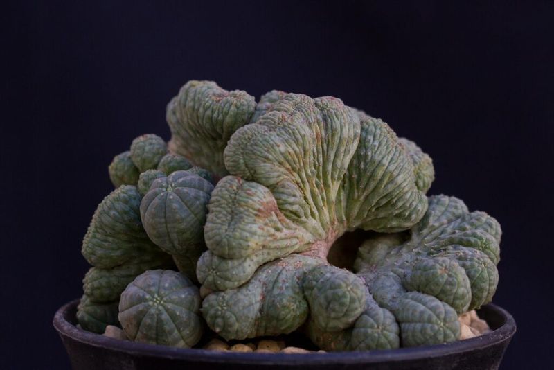 Its Unusual Shape Is A Natural Genetic Mutation