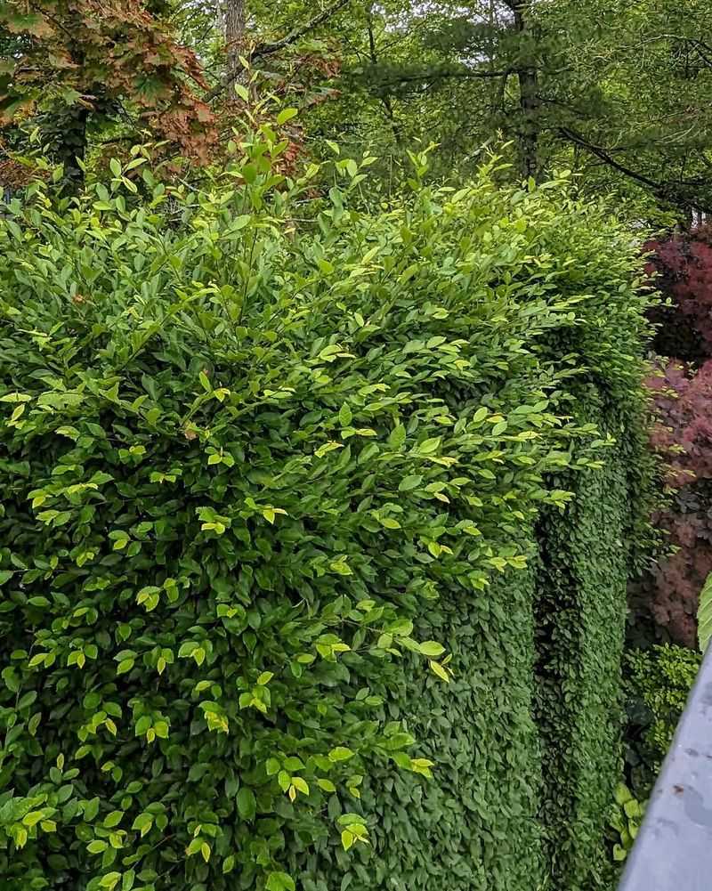 Timing Your Trimming Matters For Plant Health