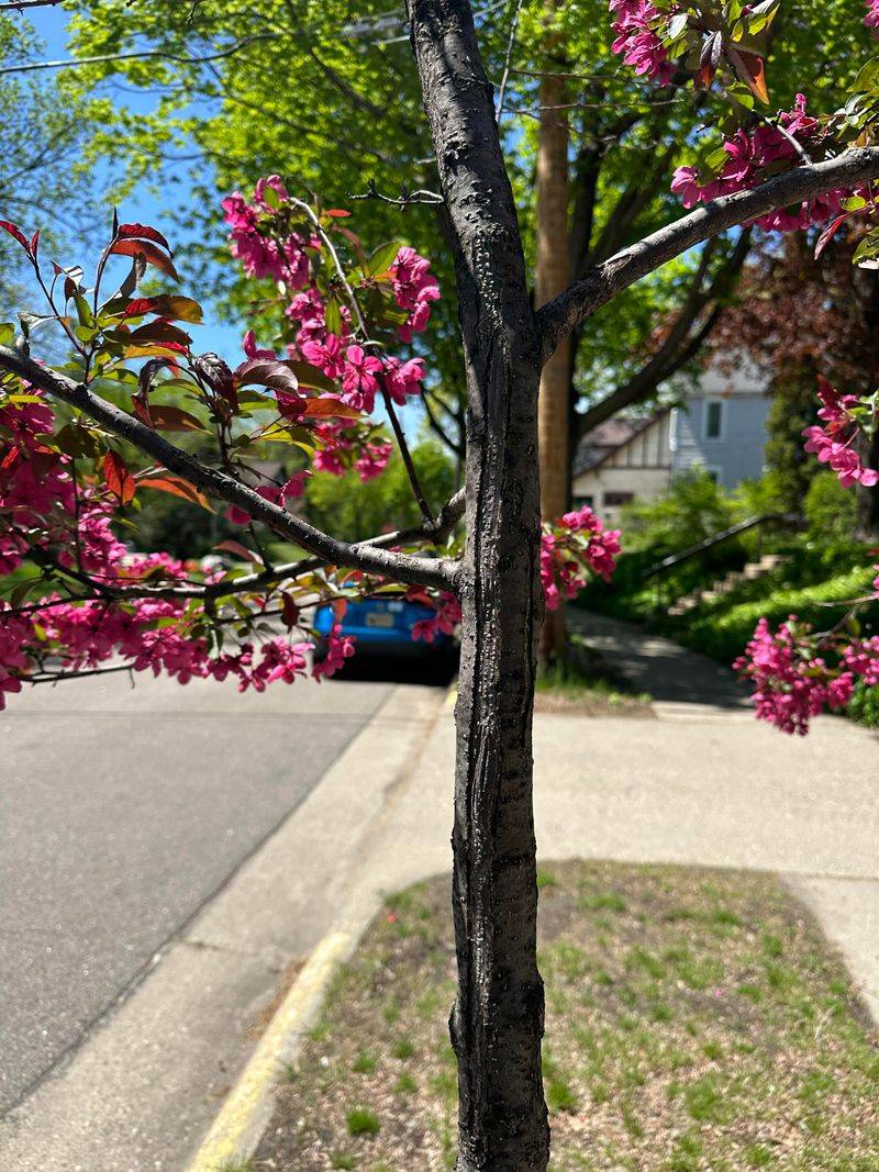 Common Pruning Mistakes That Reduce Flowering