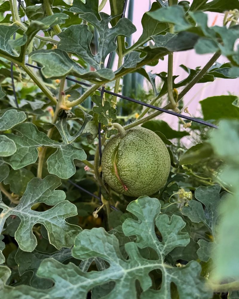 Melons with Oregano and Tansy