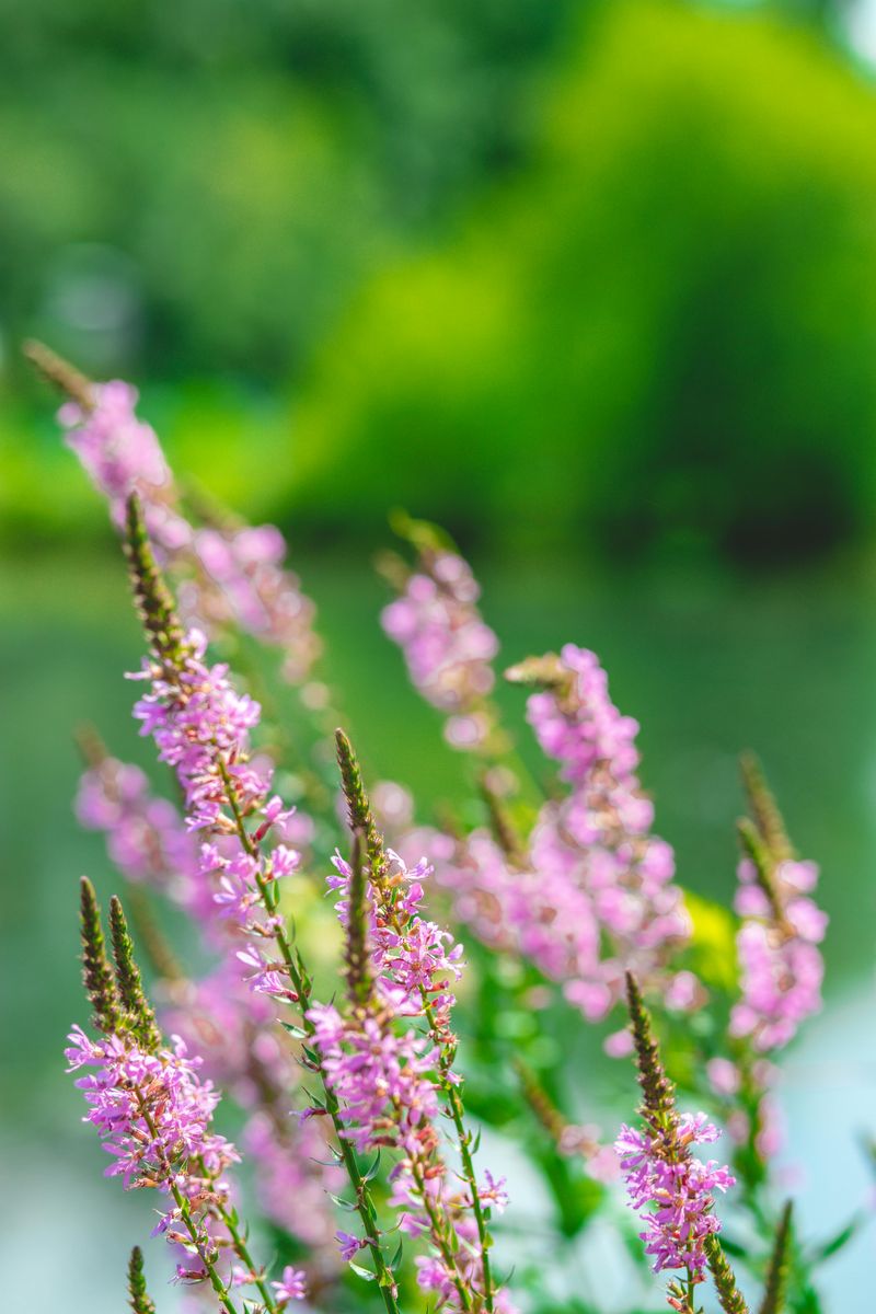 Purple Loosestrife