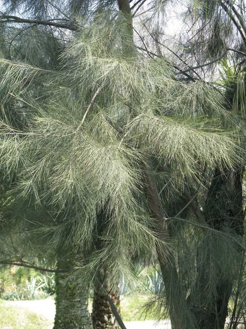 Australian Pine (Casuarina)