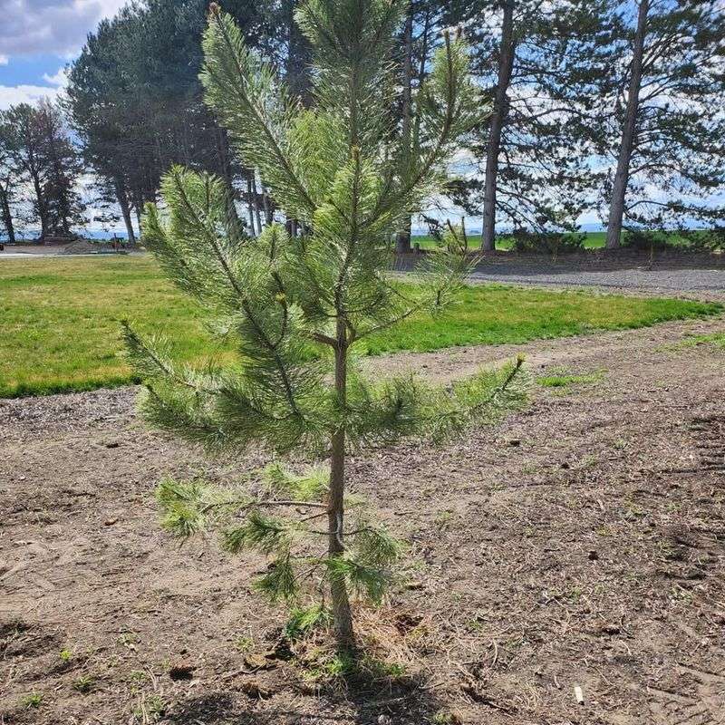 Australian Pine (Casuarina Spp.)