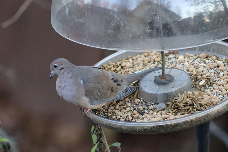 Salty Snacks and Chips