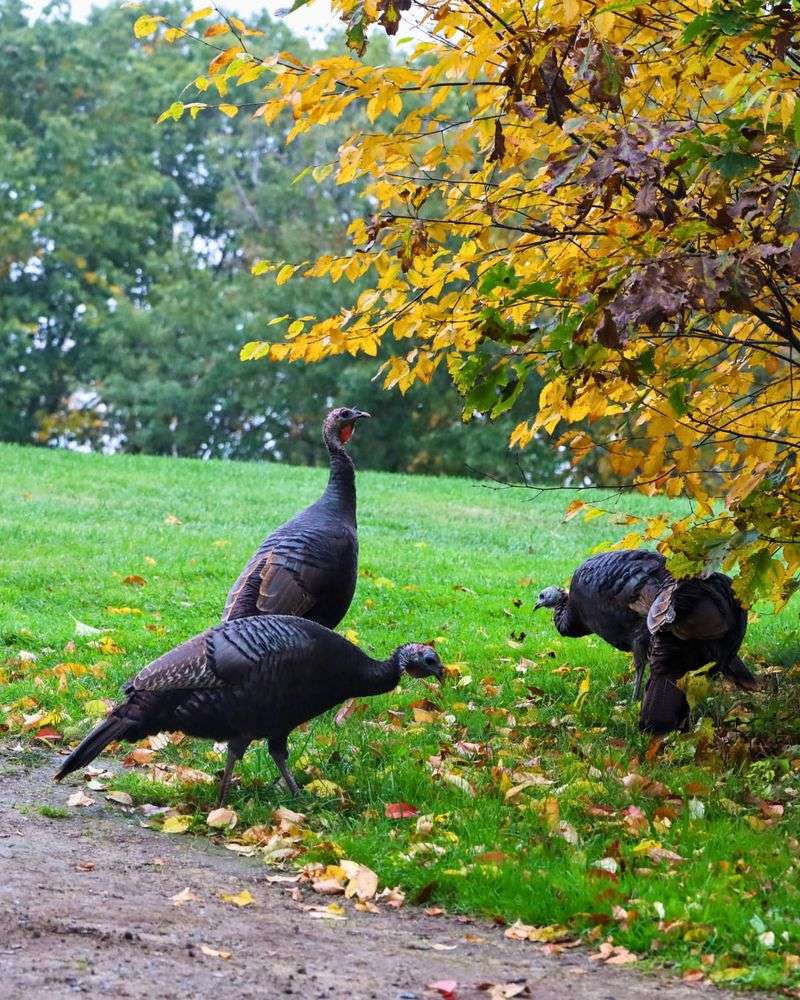 Insects Are Abundant In Landscaped Soil