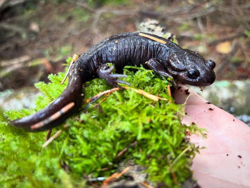 Temperature Regulation Benefits