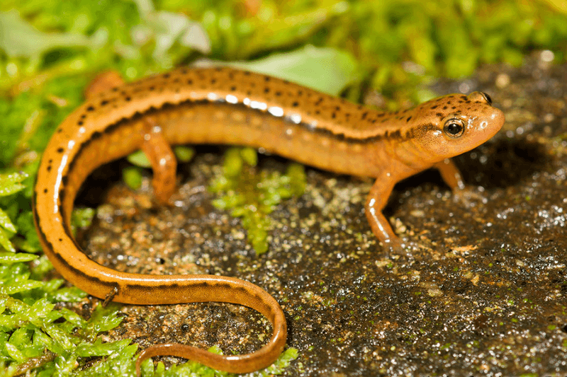 Native Ohio Salamander Species Common In Gardens