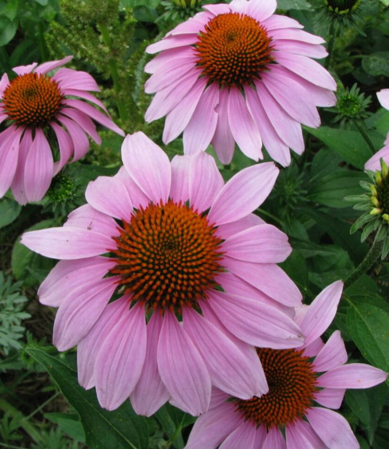 Create Natural Dye For Crafts And Fabric