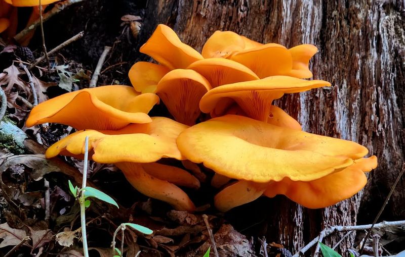 They Actually Glow in the Dark