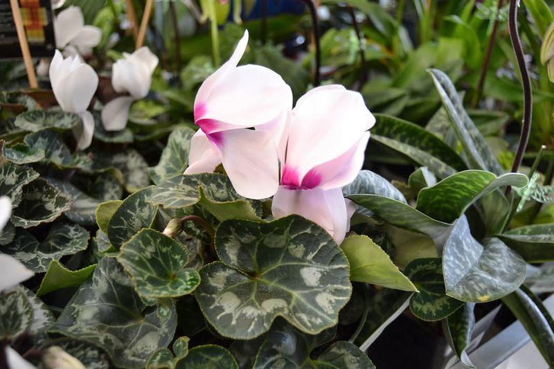 Normal Aging Of Older Cyclamen Leaves