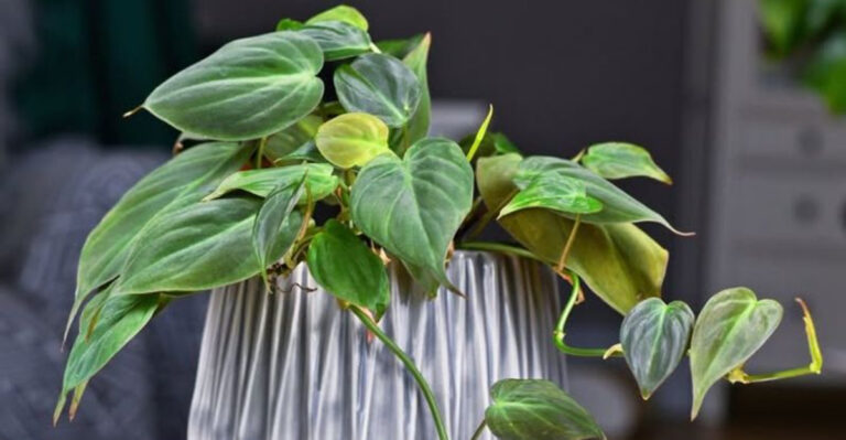 Philodendron
