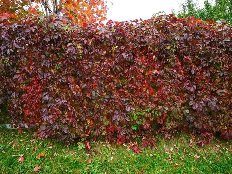 Low Maintenance Requirements Appeal To Busy Colorado Lifestyles