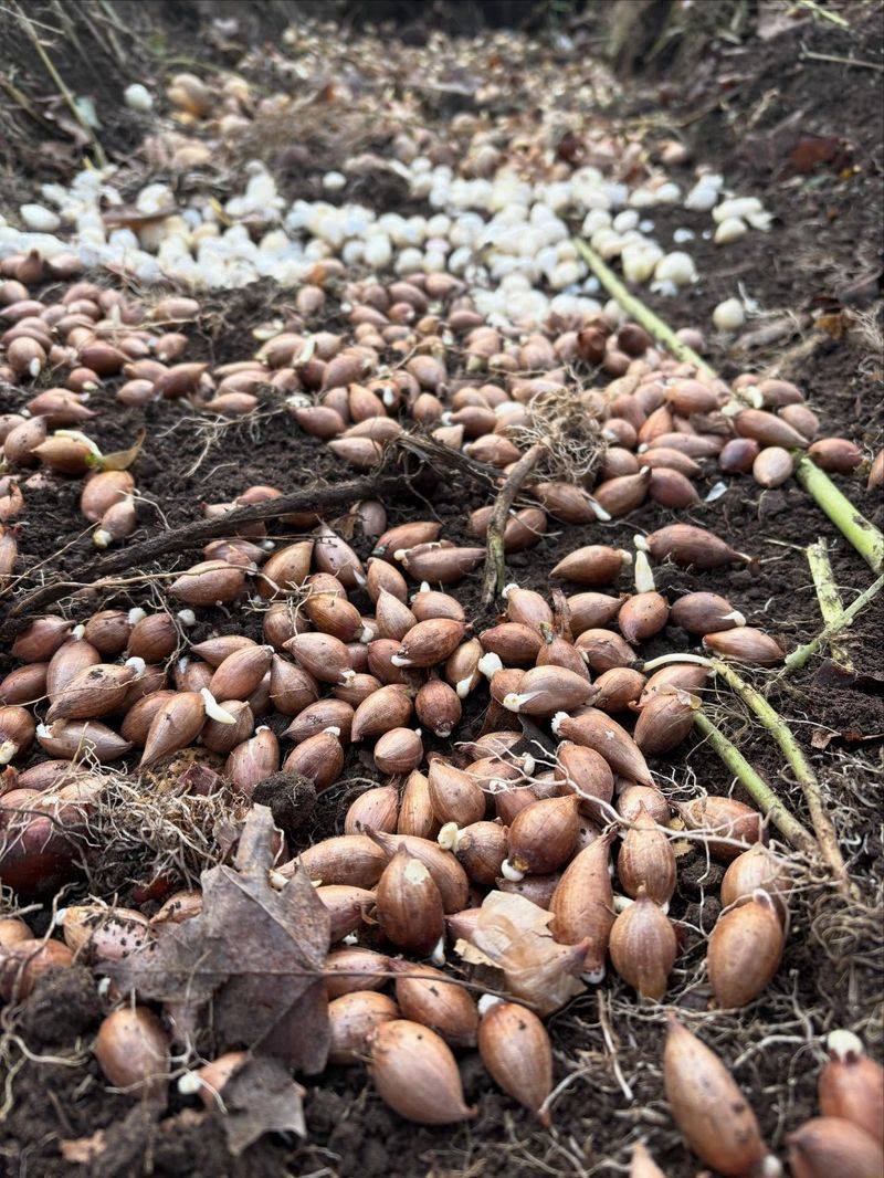 Dig And Store Tender Bulbs Properly