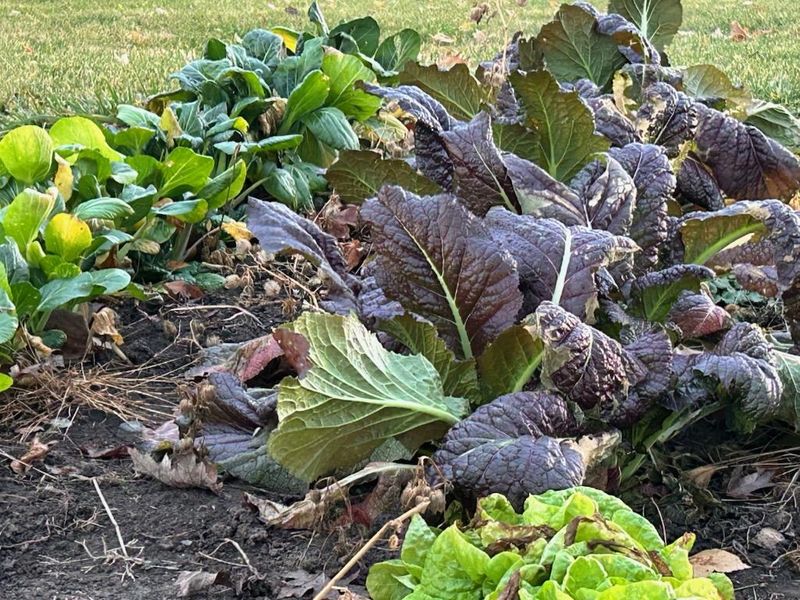 Plant Cold-Hardy Varieties And Plan Garden Layout Wisely