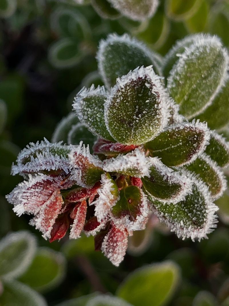 Watch Local Frost And Freeze Alerts Closely