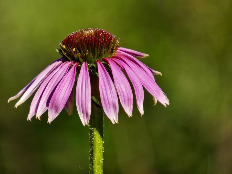 Coneflowers