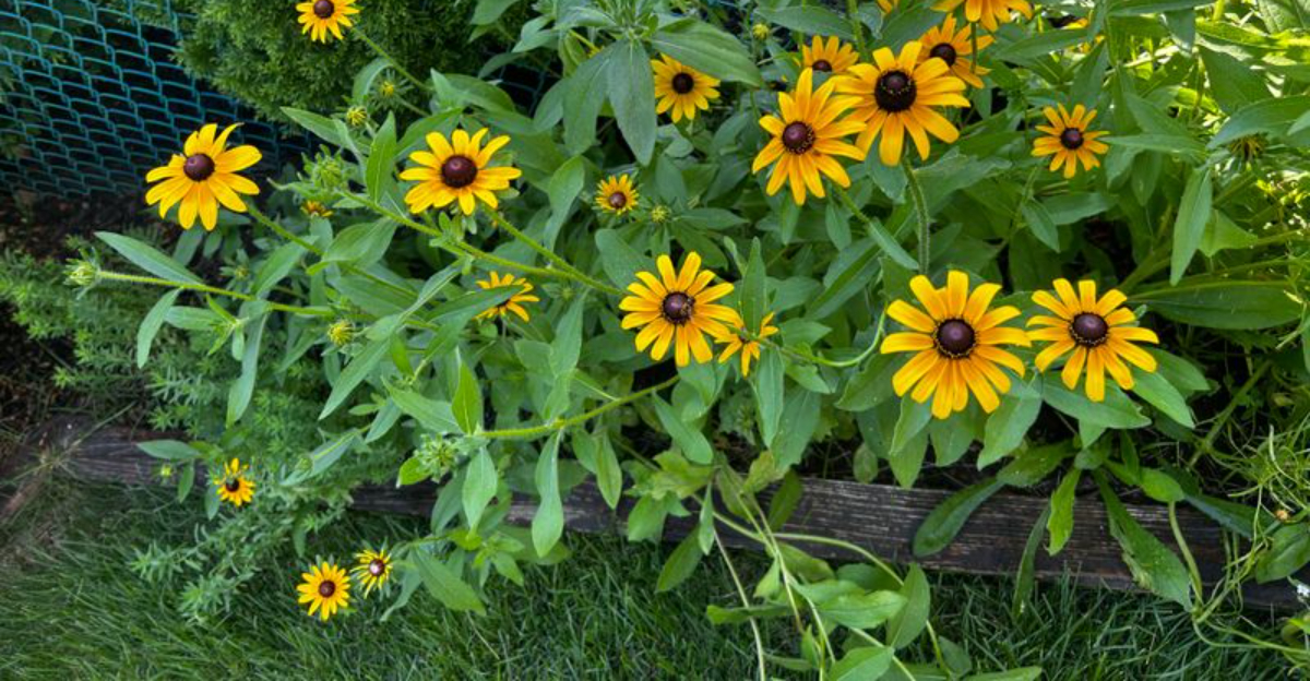 black-eyed susan (featured image)