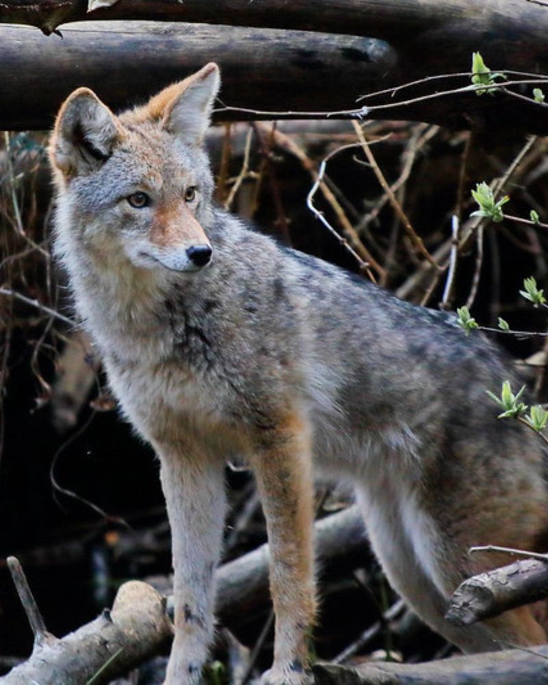 Make Loud Noise To Scare It Off