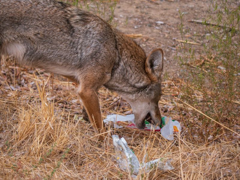 Remove Food Sources That Attract Coyotes