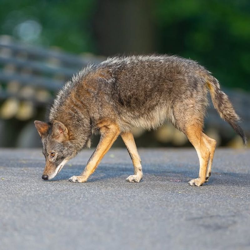 Use Hazing If A Coyote Approaches Too Closely
