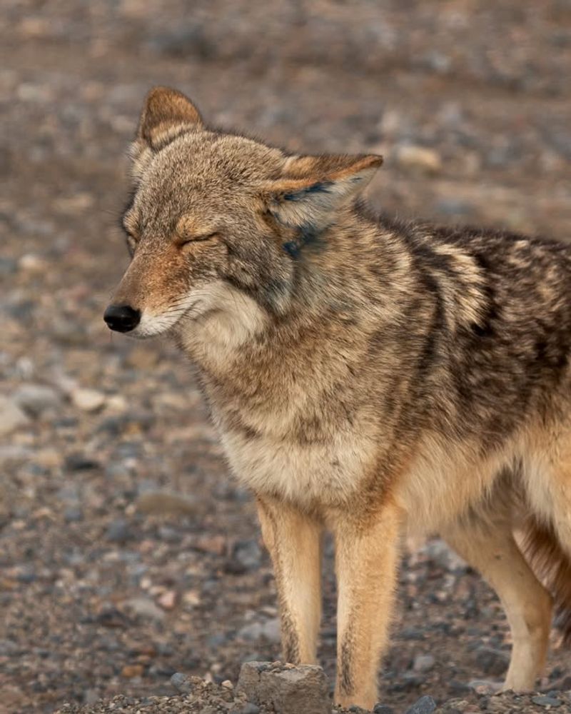 Throw Small Objects Near The Coyote's Feet