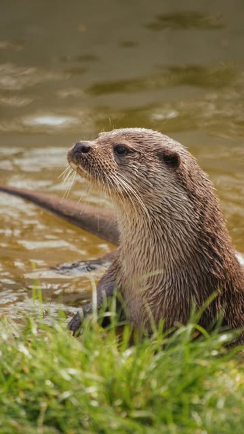 Contact Local Wildlife Authorities For Guidance