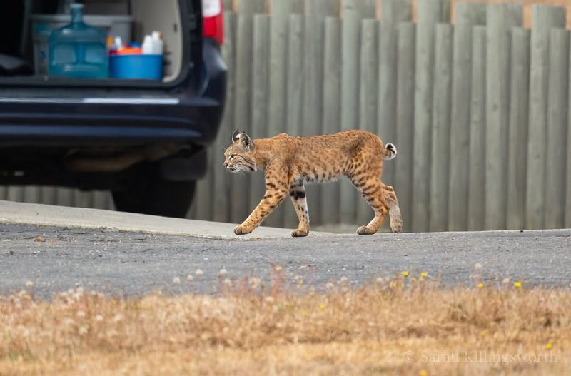 Make Yourself Appear Larger