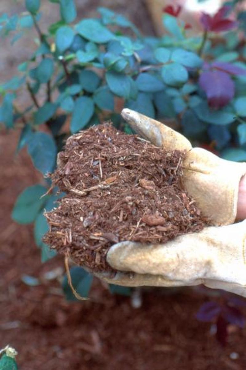 Mulch Roots Heavily For Insulation