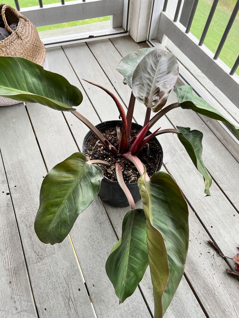 Why Ohio's Winter Sun Isn't Strong Enough For Tropical Plants