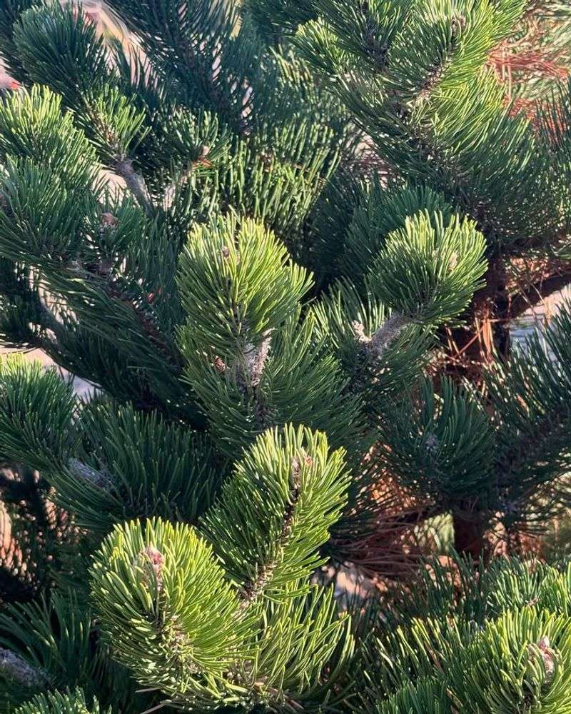 Austrian Pine