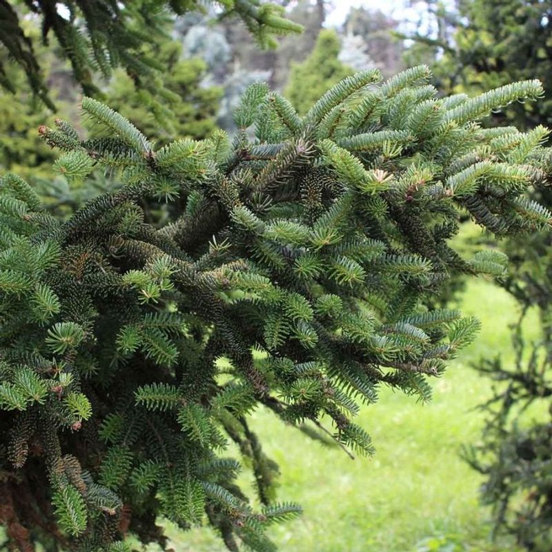 Dense Evergreen Branch Growth