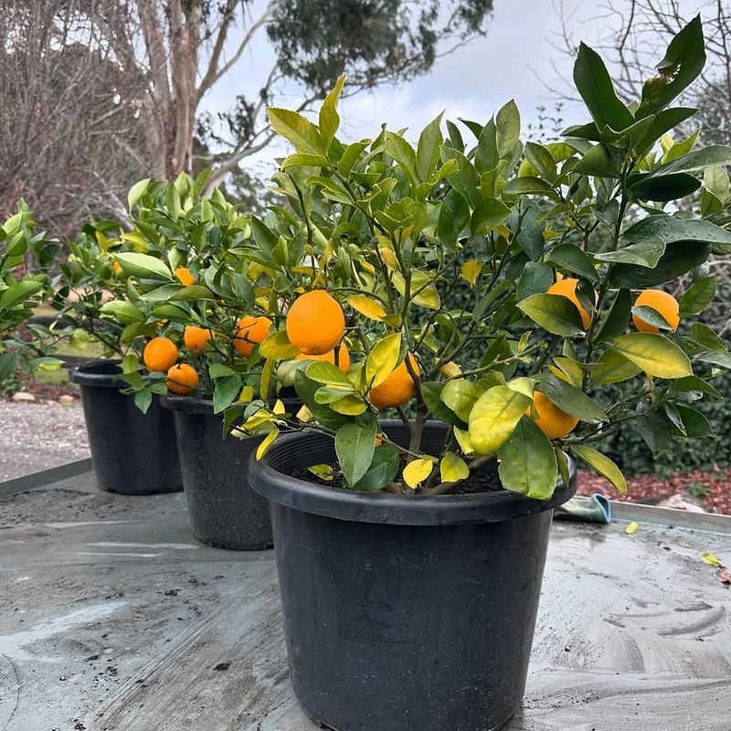 Dwarf Citrus